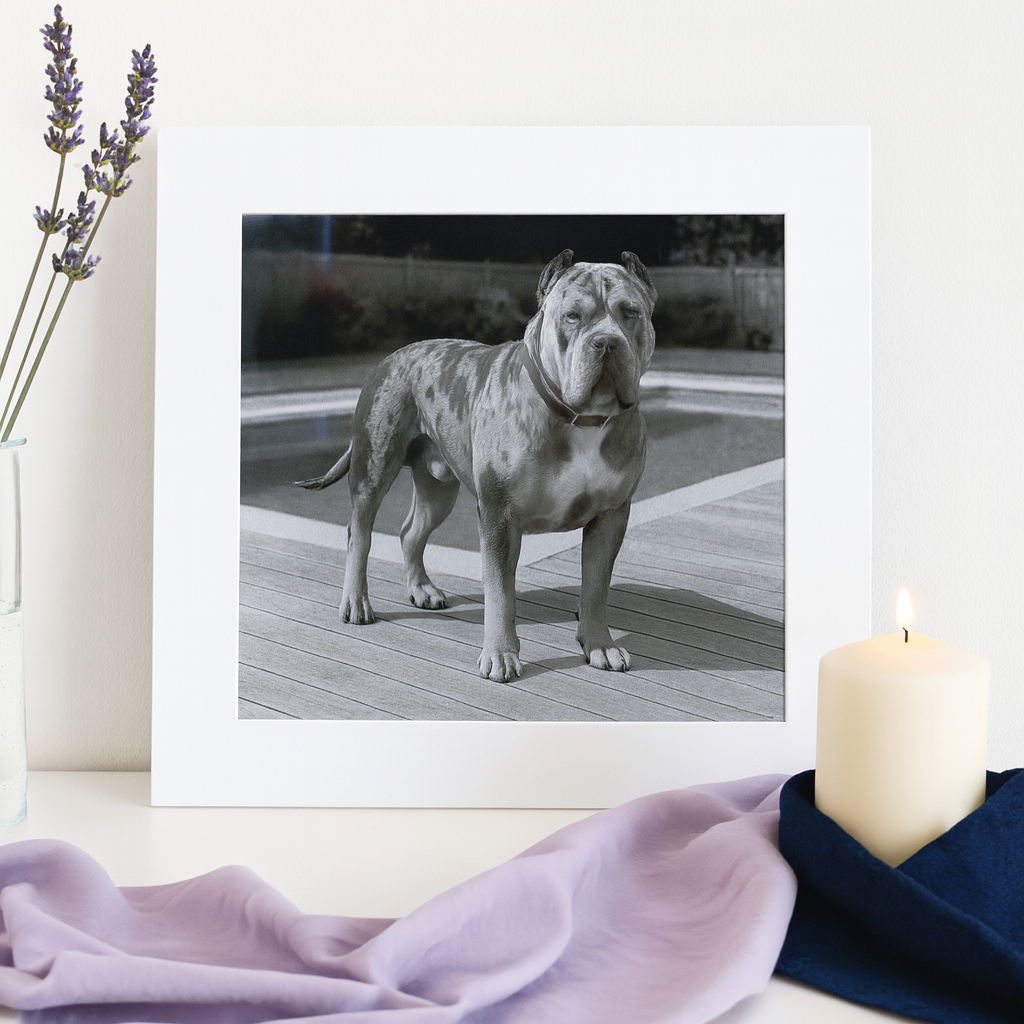 11x14 Custom Pet Portrait – Black Acrylic Engraved Photo